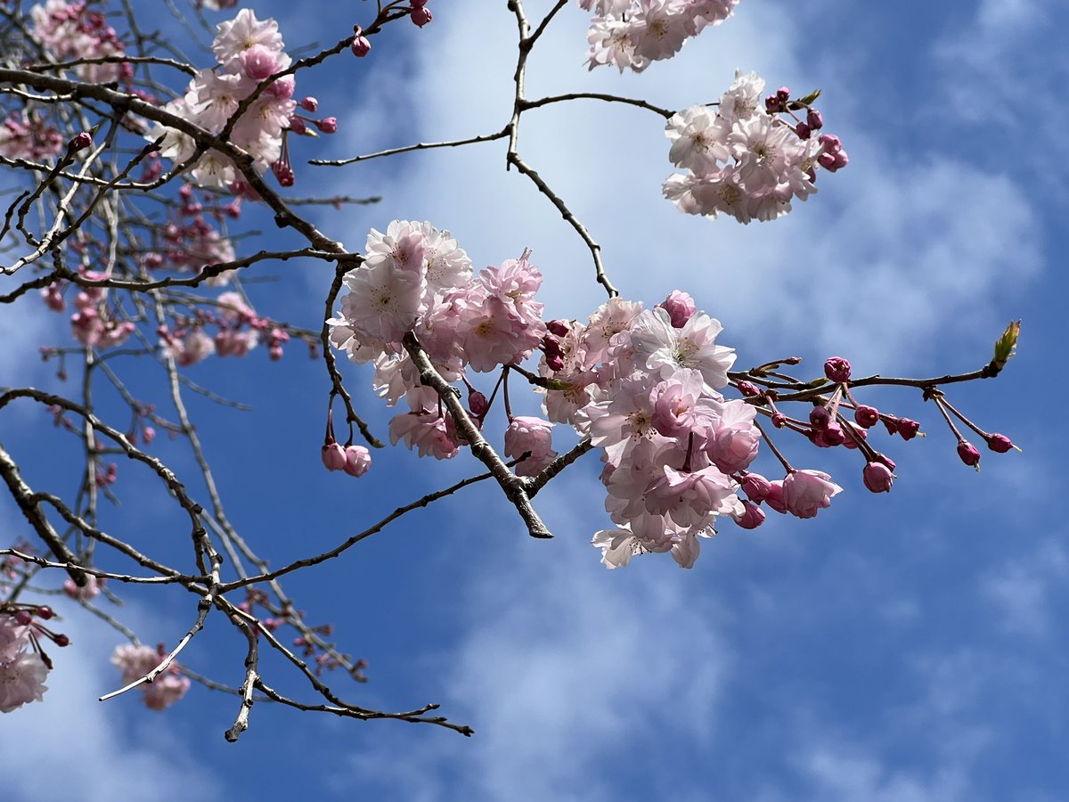 harutaroom's tweet photo. 天気が良くて気持ち良い！
これから咲く桜もあるし、楽しみだな。 https://t.co/1LO8TeJptf
