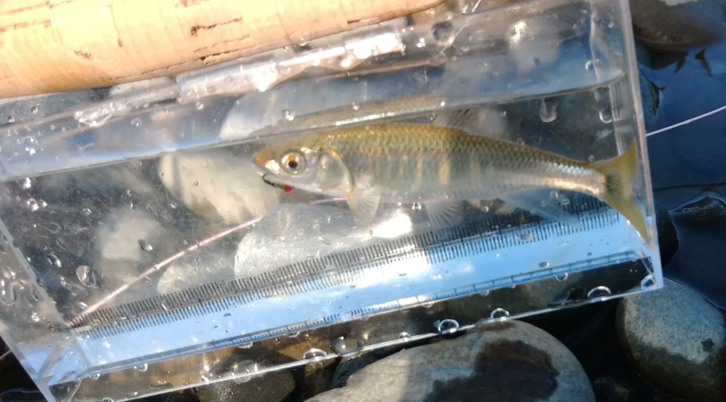 しもかず 今日も今日とて多摩川フライフィッシング もう本流でもオイカワさんが遊んでくれるかなと日の出から2時間だけ Rizeはこの遡上魚でしたが探しに探してやっと今期初オイカワさんに巡り会えました 多摩川 フライフィッシング オイカワ 今期初