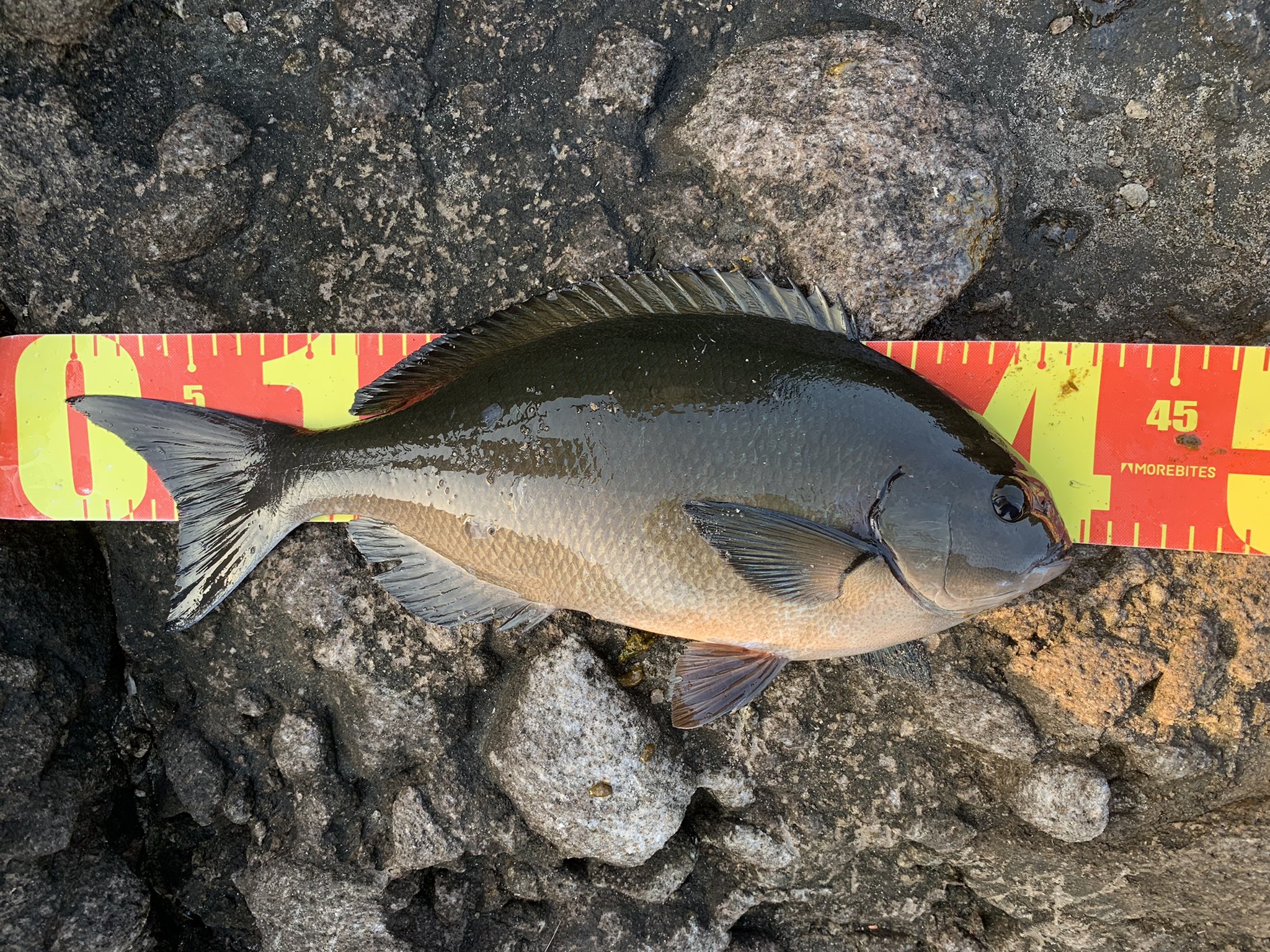 Kota Yokotafishing Twitter