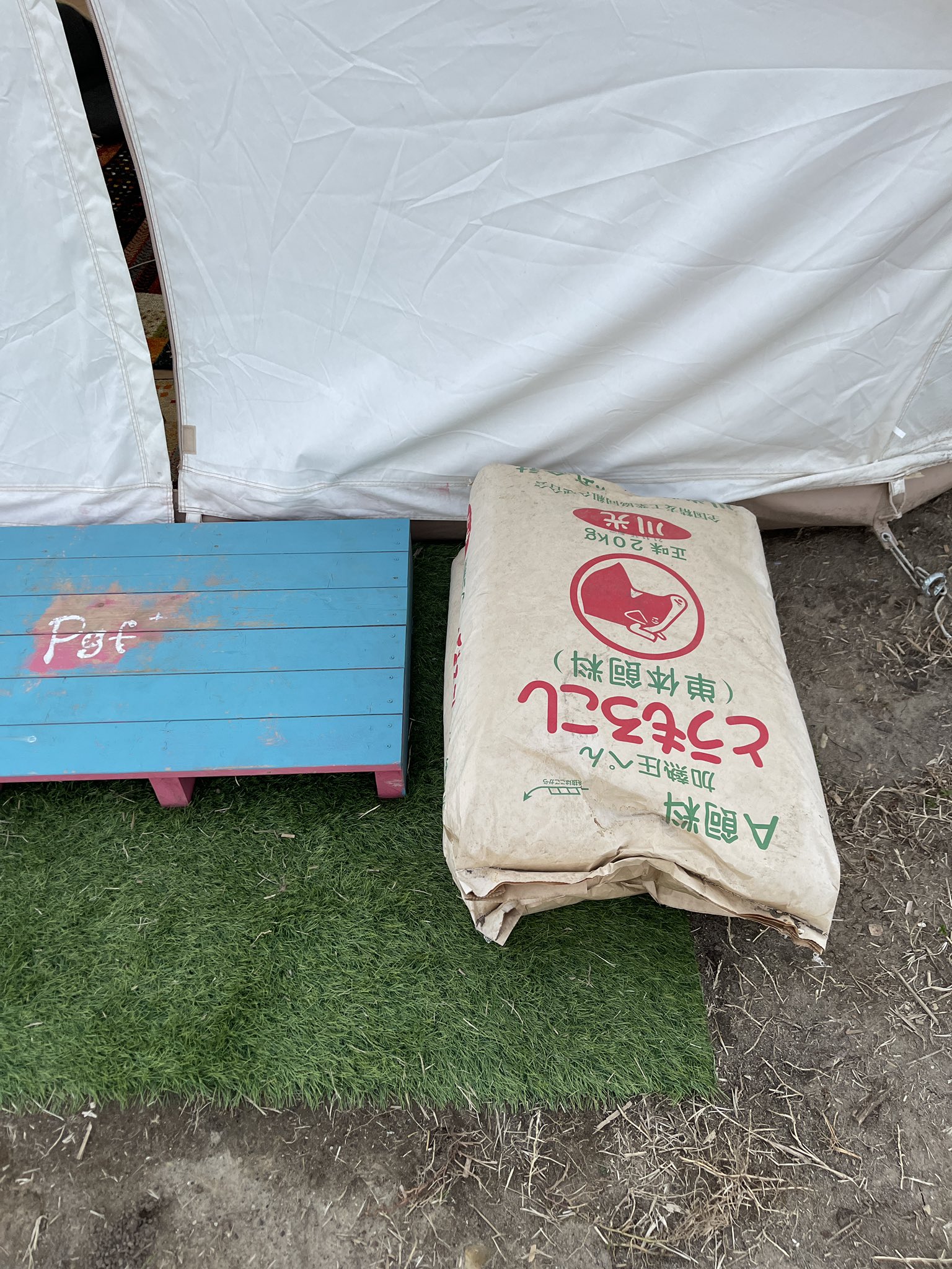 幕田範之 わくわく テントの前にとうもろこしが 一体誰なんだ Amazonで注文してないし イノシシの撒き餌に使うのか 知り合いに聞くもみんな自分じゃないと うーむ 使っていいのかなあ イノシシ キャンプ イノシシの罠 千葉のキャンプ場