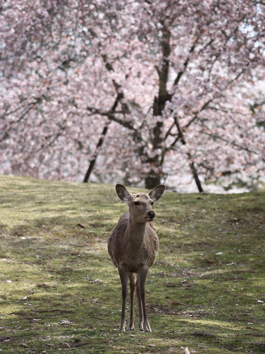 KumiiiiiP's tweet photo. 奈良公園の春がこんなに楽しいなんて。また行こう。
#奈良公園　#ファインダー越しの私の世界 #鹿　#奈良　#EOSR5 #landscapephotography #鹿と桜 https://t.co/qLITF9Qhif