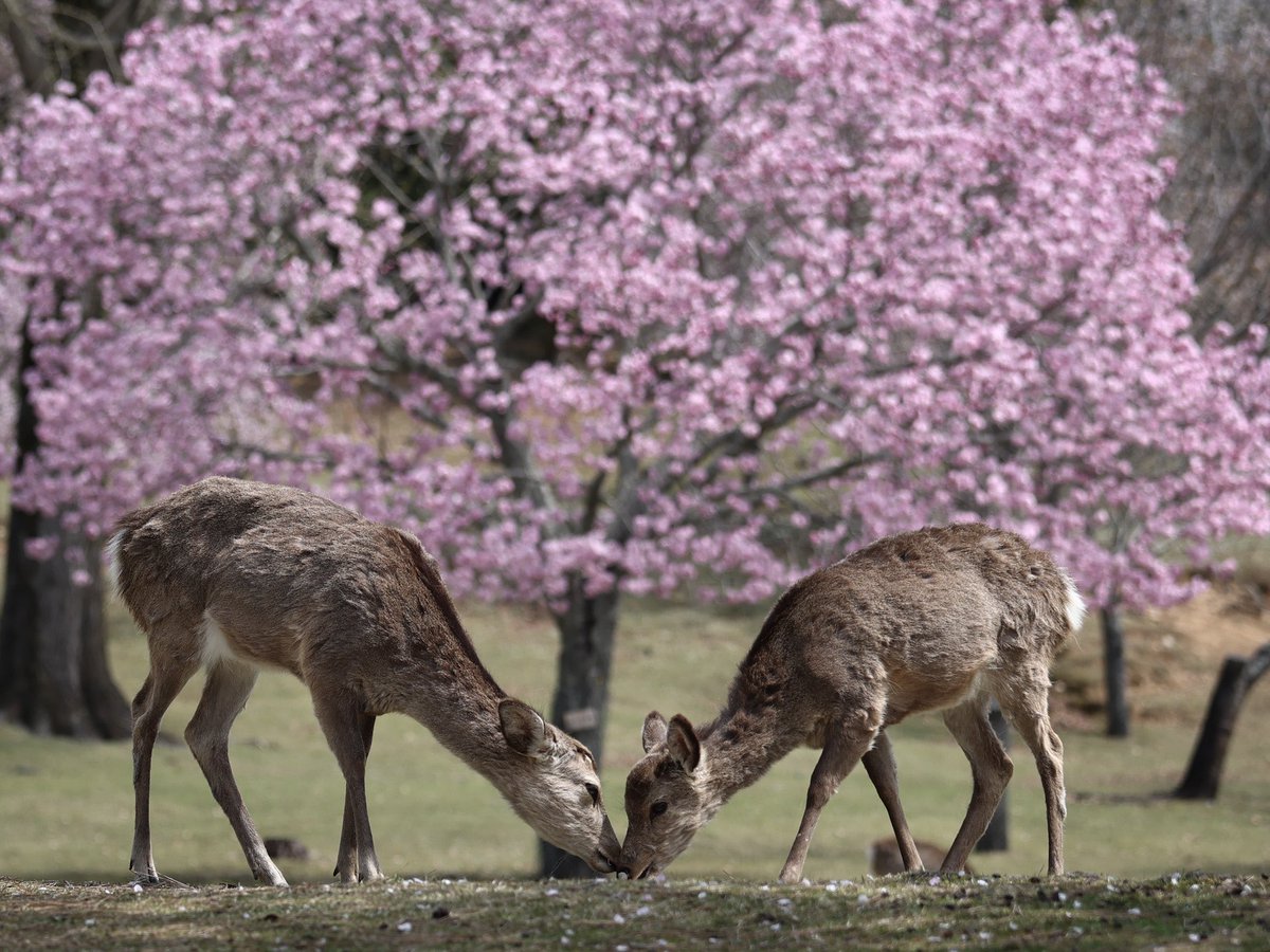 KumiiiiiP's tweet photo. 奈良公園の春がこんなに楽しいなんて。また行こう。
#奈良公園　#ファインダー越しの私の世界 #鹿　#奈良　#EOSR5 #landscapephotography #鹿と桜 https://t.co/qLITF9Qhif