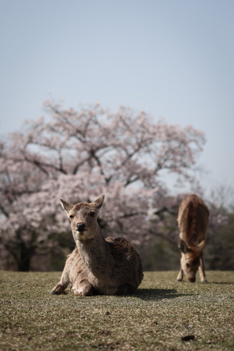 KumiiiiiP's tweet photo. 奈良公園の春がこんなに楽しいなんて。また行こう。
#奈良公園　#ファインダー越しの私の世界 #鹿　#奈良　#EOSR5 #landscapephotography #鹿と桜 https://t.co/qLITF9Qhif