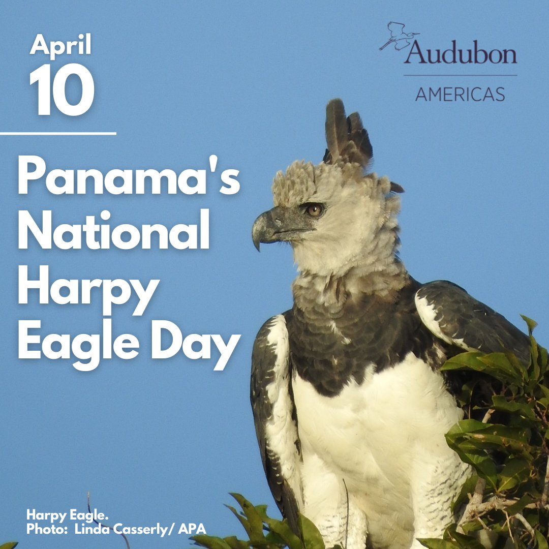 The Harpy Eagle is Panama's #NationalBird. Its hunting patience, sharp vision, and strength make it one of the most powerful raptors in the world. Join the celebration and learn more about this fascinating creature: bit.ly/3KnMK3c #harpyeagle