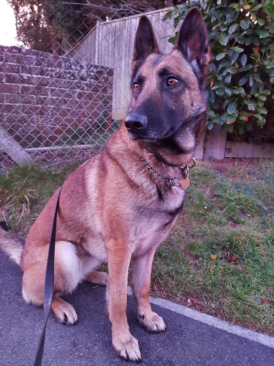 HantsTVPolDogs's tweet photo. A busy weekend for PD Tash assisting across Eastern Hampshire. Last night she located 3 sets of number plates in Fareham after a vehicle crashed and the driver was seen to remove them....
#MissTash #HideAndSeek #HelloRestDays https://t.co/ChZVicmEGD