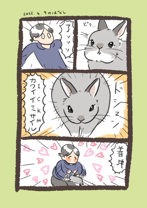 昨日のrabbit…
#うさぎのいる生活 
