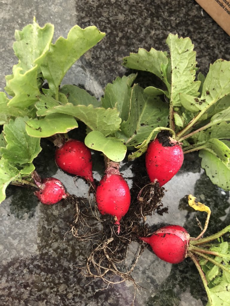 lucyjayneN's tweet photo. First produce of the season 😄 https://t.co/Jc3xNUXZxE