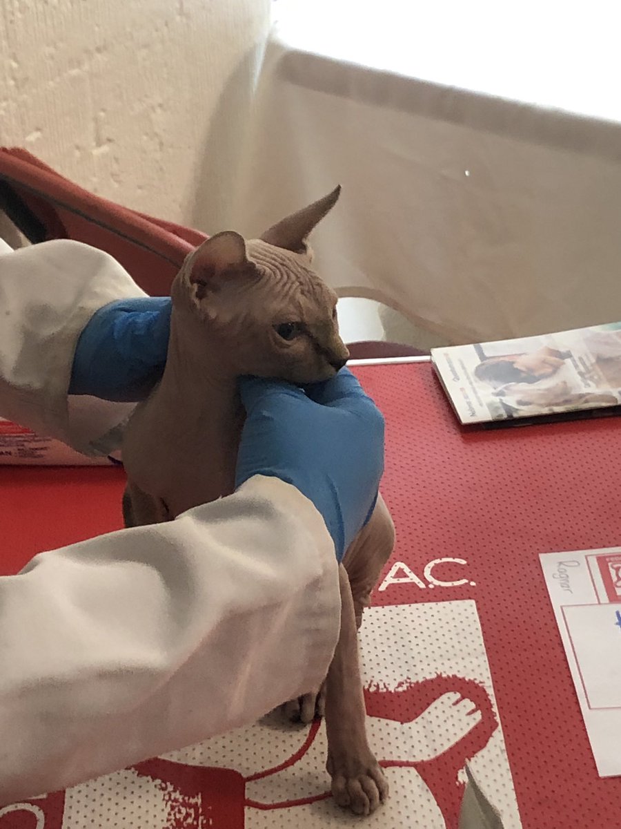 amgatos's tweet photo. La tarde del sábado en la #ExpoGatoNacional https://t.co/Zxv4PflzEN