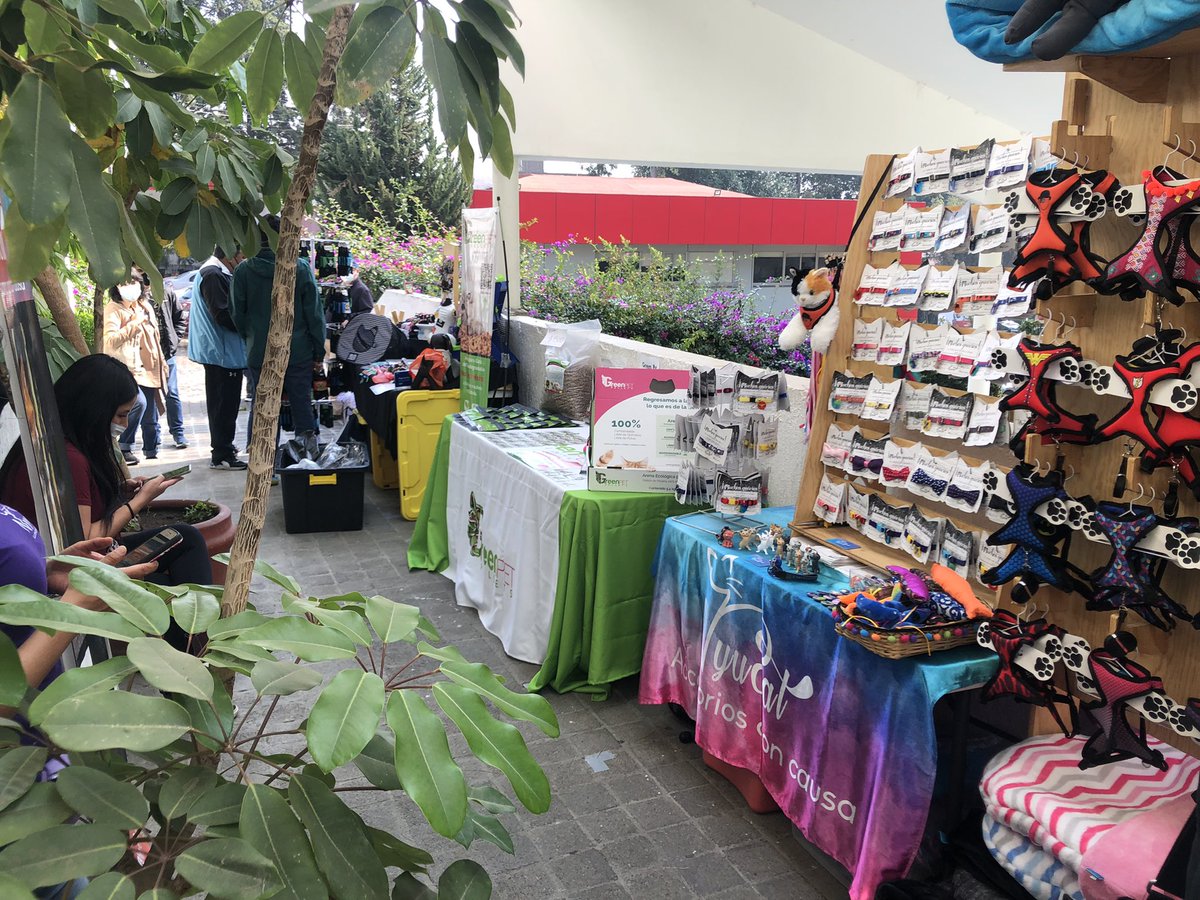 amgatos's tweet photo. La tarde del sábado en la #ExpoGatoNacional https://t.co/3v0E3AnIi9