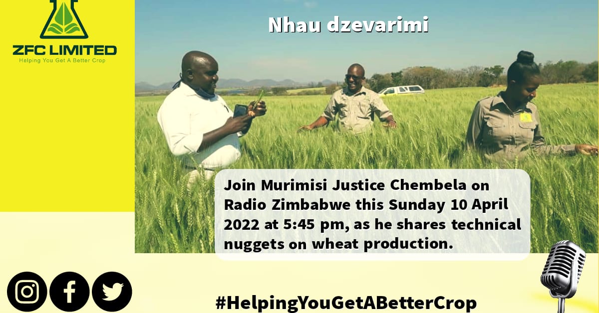 Let the 2022 winter wheat games begin. Make a date with us this evening as we strive towards flour self sufficiency.
#ZImAgricRising 
#HelpingYouGetaBetterCrop