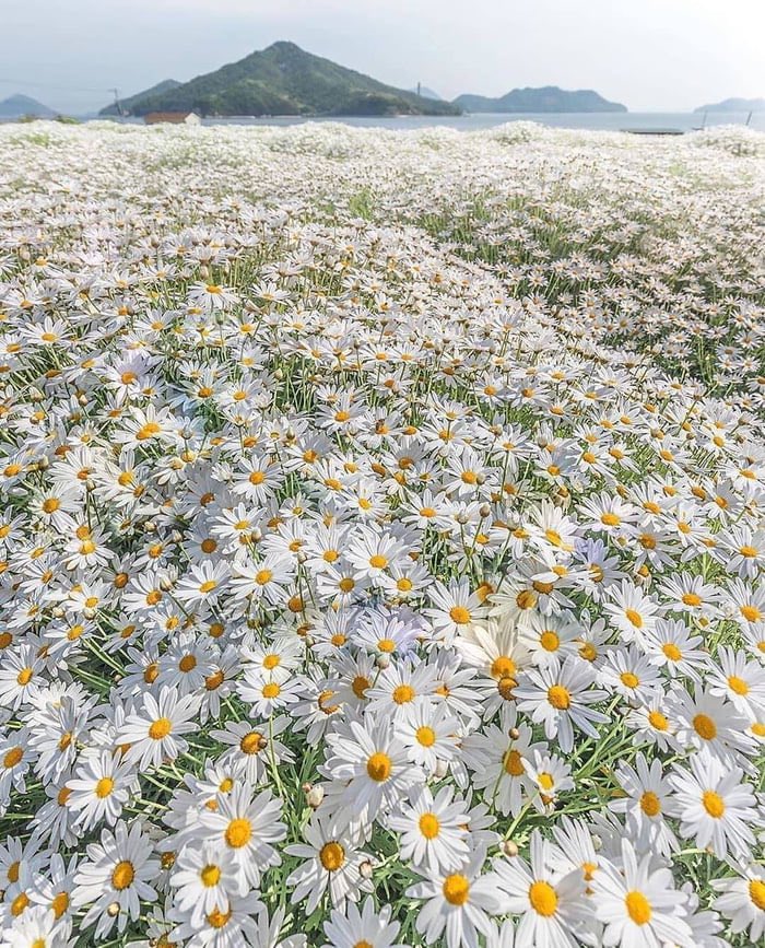 Çiçek açan papatyaları görmeye git.