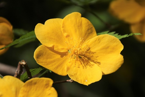 Bmehbgoln0485m Bmehbgoln0485m