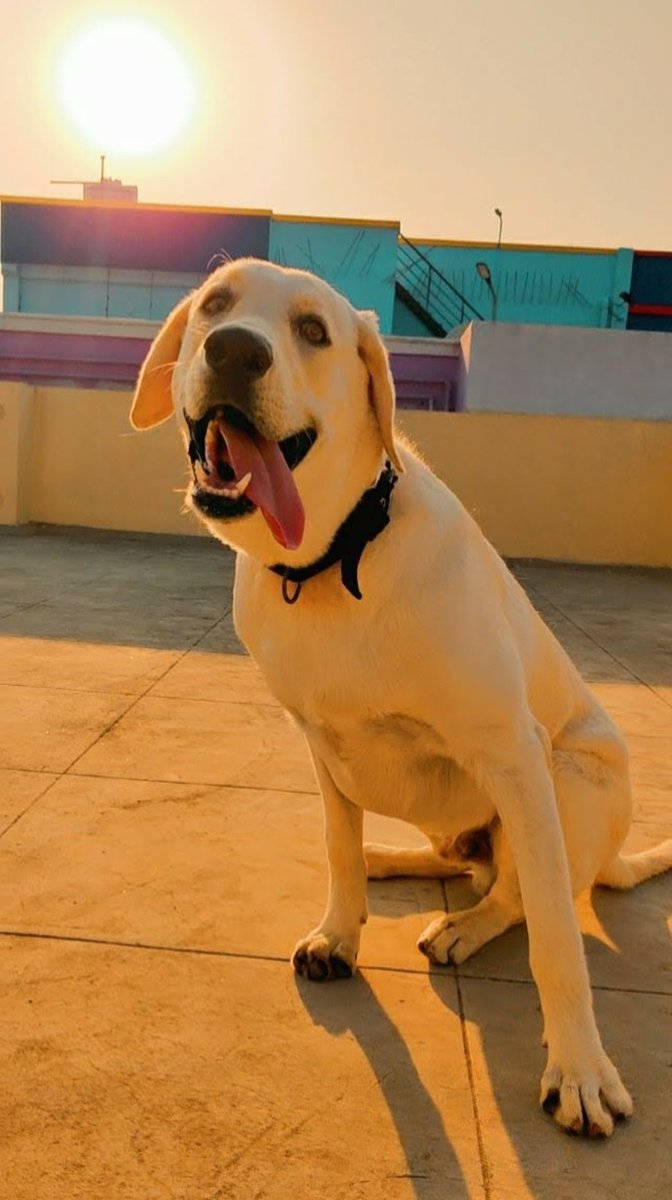 yourthanigai's tweet photo. Been 11 months ✨.. Love you my pawman 🐾

#Rocky #Labrador https://t.co/Ih54TjGr7A