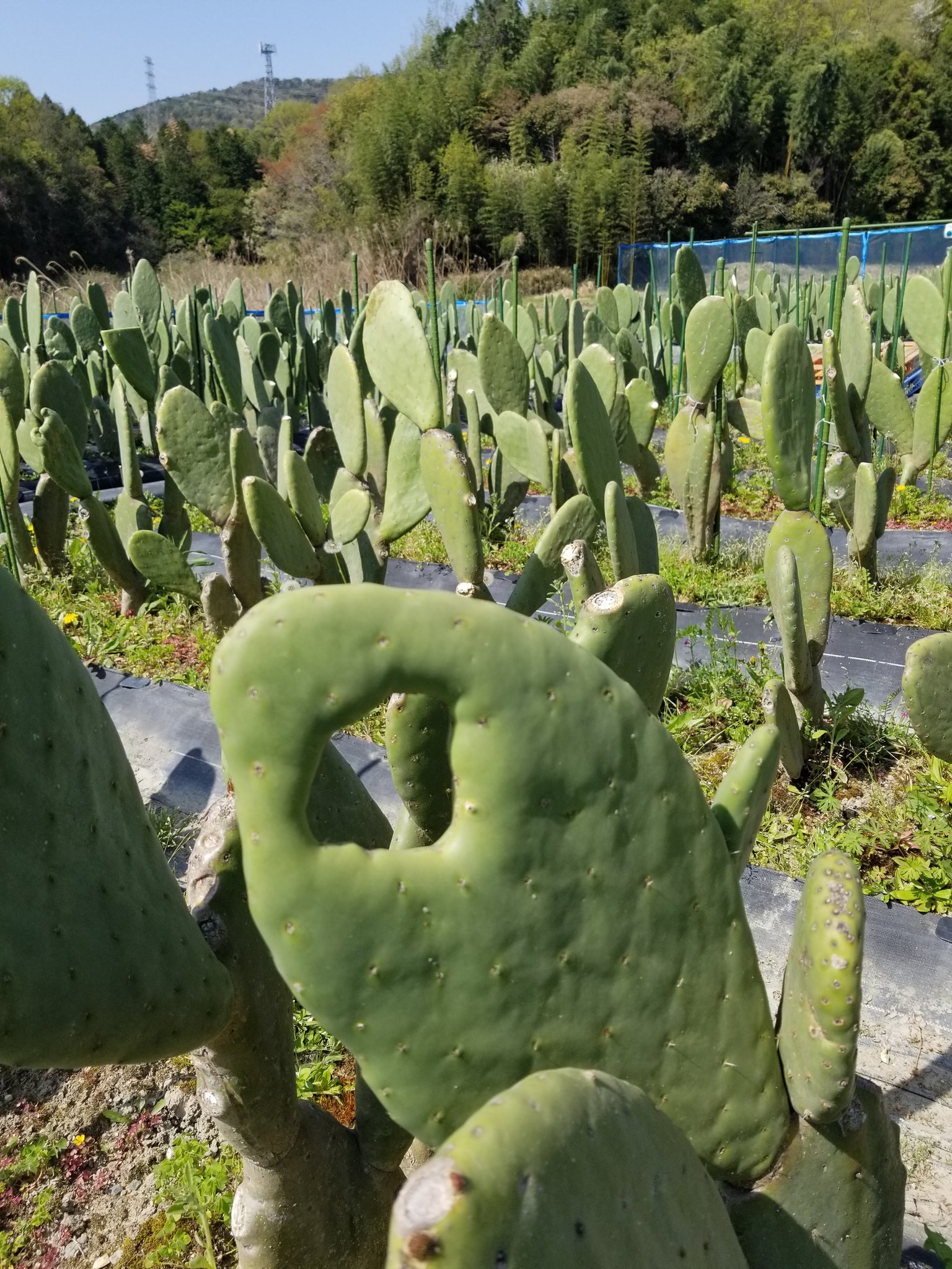春日井さぼてんラボ ショップこだわり商店 太陽の葉 畑はウグイスいっぱい鳴いてました タンポポもいっぱい 新芽も出始めました 太陽の葉 かめはめ葉 ウチワサボテン 食べるサボテン 食用サボテン 露地栽培 国産 未来の野菜 T Co