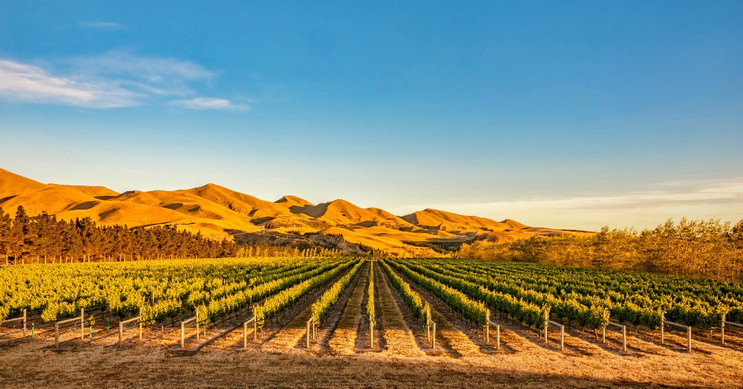 It's harvest time in Waipara, NZ so be sure to end your weekend with a beautiful drop from one of the many award-winning Hurunui-based wineries. Have a glass and get some inspiration for your next screen project! #visithurunui #hurunui #waiparawine #waipara #christchurchnz