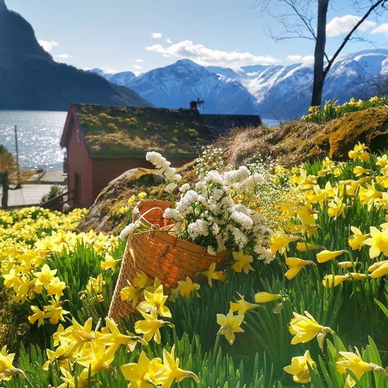 visitnorway's tweet photo. A sure sign that winter is officially over 💛 the Daffodil meadows at Slinde in Sogn og Fjordane are simply breathtaking! #norway #visitnorway 
📷: Waree Lyngstad https://t.co/nL8r5qY7BX