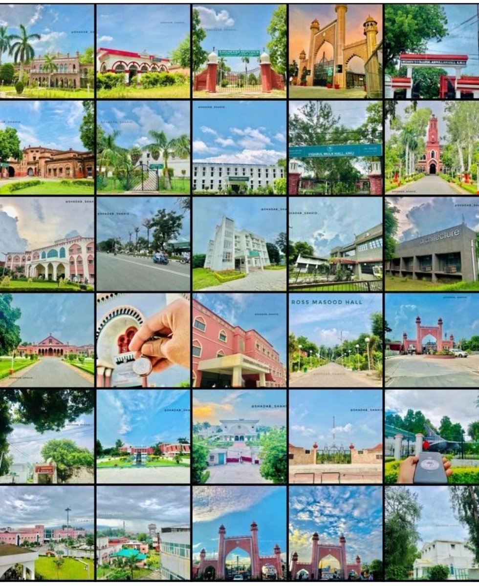 The Alig's Portal® tweet media