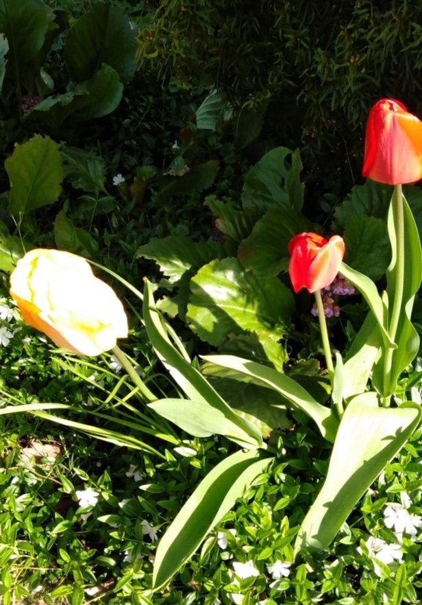 CobieDoris's tweet photo. BeQuick 1887 Van Harte Gefeliciteerd met jullie 135e verjaardag. https://t.co/jXkGog4q55