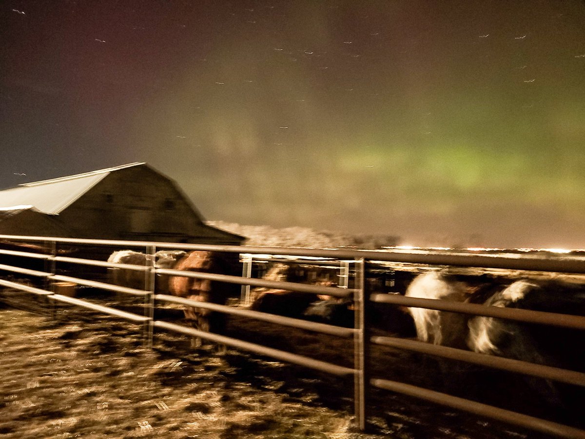Northern lights &amp; cattle = dream shots.

#charolais #Northernlights #auroraborealis