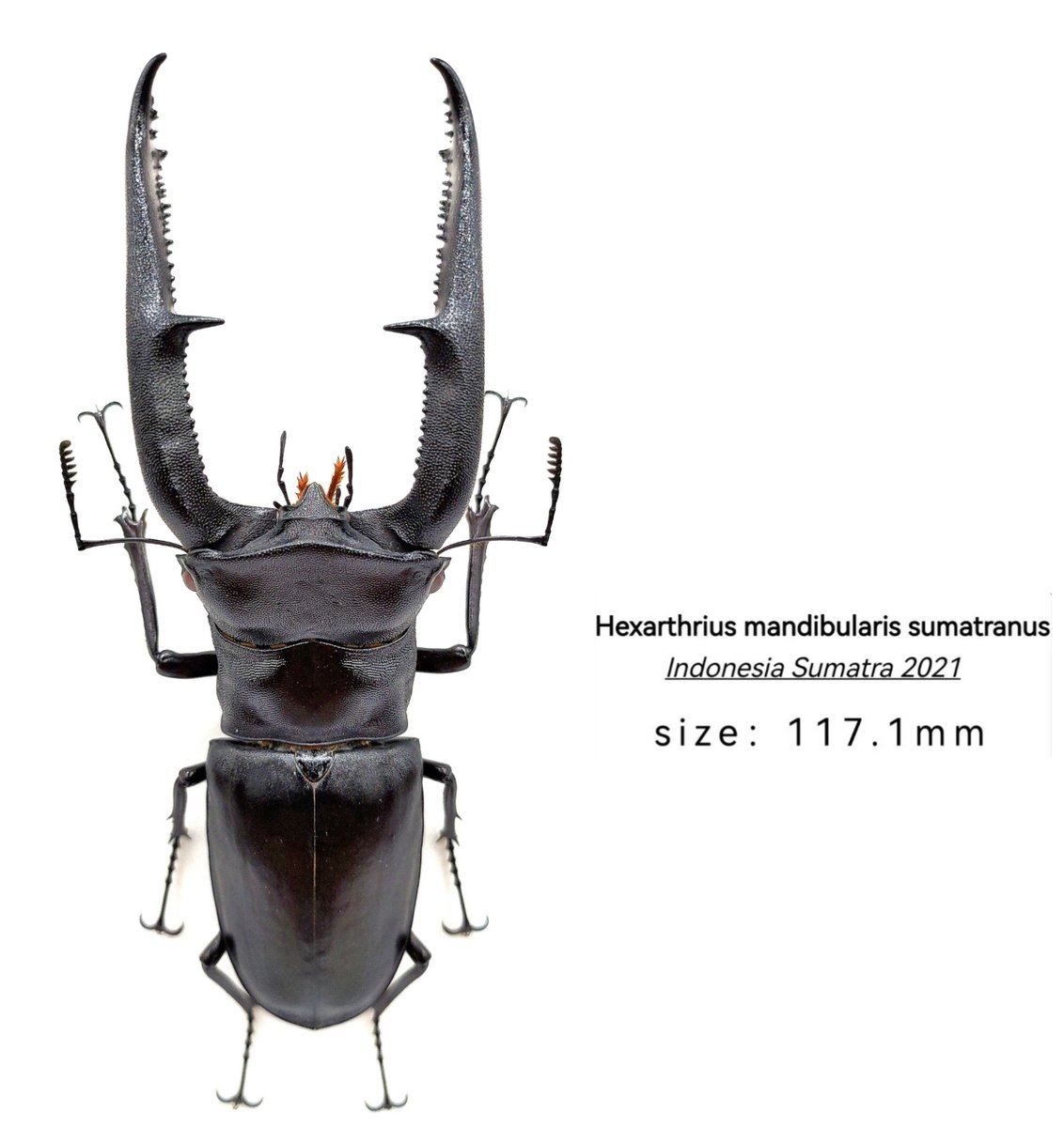 aDbKbp4UX6Tu0JJ's tweet photo. #標本分享
名稱：巨顎叉角
學名：Hexarthrius mandibularis sumatranus

體長：117.1mm
年份：2021年
產地：印尼蘇門答臘

#巨顎叉角
#Hexarthrius 
#鍬形蟲 #甲蟲 #蘇門答臘
#sumatranus
#標本展足 https://t.co/6atLorUboE