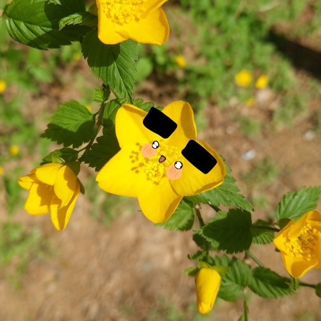 wncxcm's tweet photo. 각별꽃과 눈이 마주친 당신,,,
7초 안에 알티하면 각별꽃의 행운이 깃듭니다,,,,,🌻 https://t.co/Zyi44FvTJs