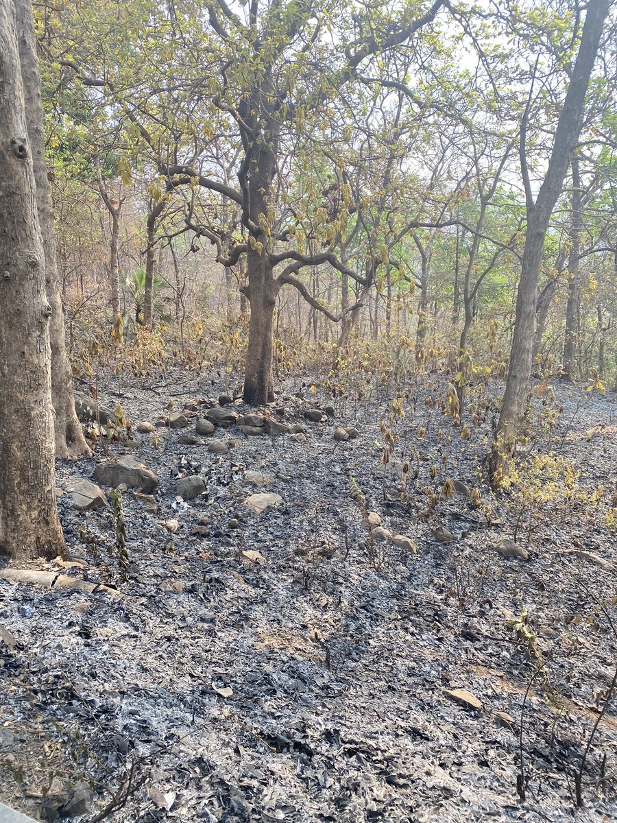 TurmericTruffle's tweet photo. Someone cares to explain why the forest land is being burnt at Yeoor , systematic destruction @gandhi_park @TMCaTweetAway @mybmc @AUThackeray @mayor_mumbai https://t.co/lClf5m8quT
