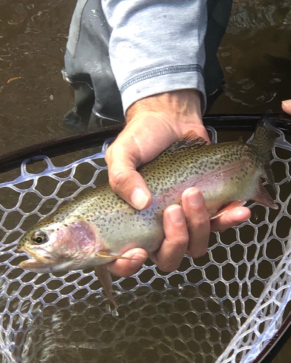 ReelFlyFish's tweet photo. Guided tours Blue Mountains NSW Australia #orvis #scientificangler #flyfishing #trout https://t.co/TDk7rutGGt