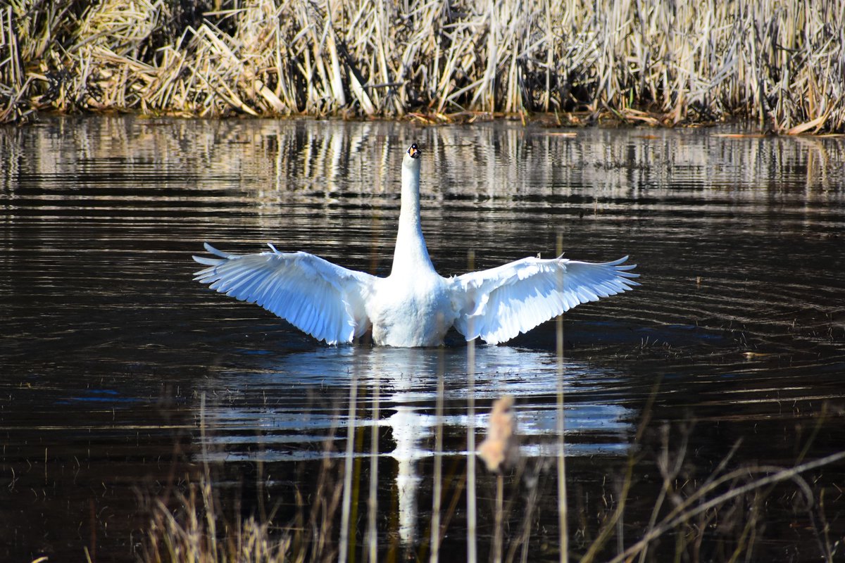 Spittalfield's tweet photo. Good morning. Have a peaceful Sunday 🙂 Swan on my local walk.
#Spittlafield #Perthshire #MuteSwan https://t.co/kP3aHisx2l