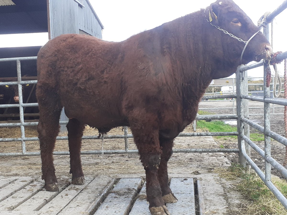 KirraneDavid's tweet image. Two 14mth old Salers bulls for sale.
Both by French A.I. bull Montesqieu and both are heterozygous polled.