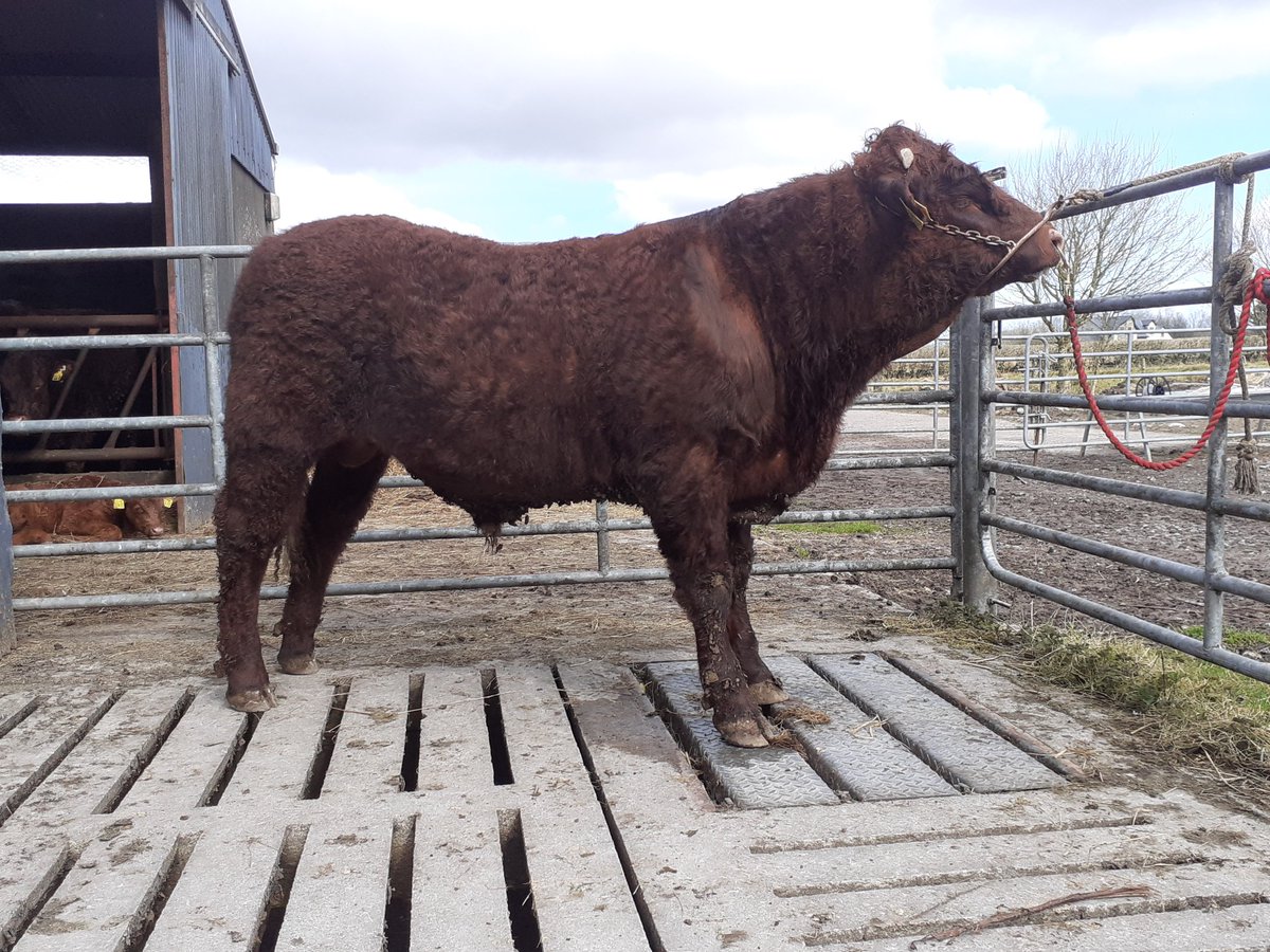 KirraneDavid's tweet image. Two 14mth old Salers bulls for sale.
Both by French A.I. bull Montesqieu and both are heterozygous polled.