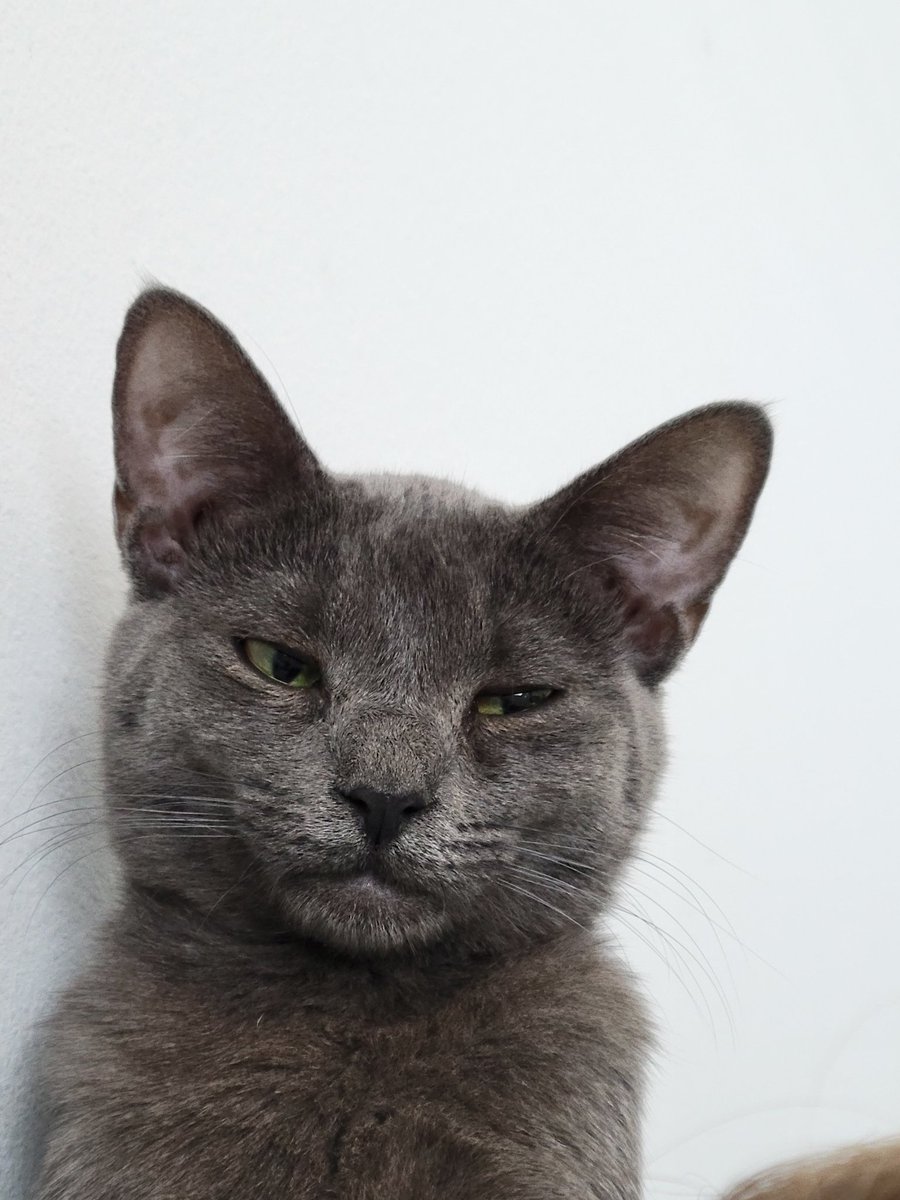 mikestache6's tweet photo. Catitude https://t.co/mE9fQtKkJv