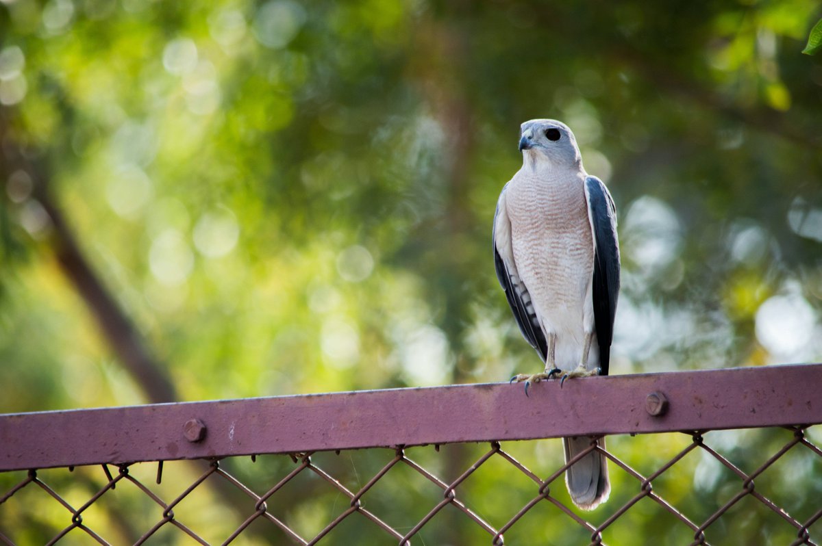 HoopoeAdventure's tweet photo. #Shikra #נץ_הים_הכספי #birds https://t.co/A6OTq5ucID