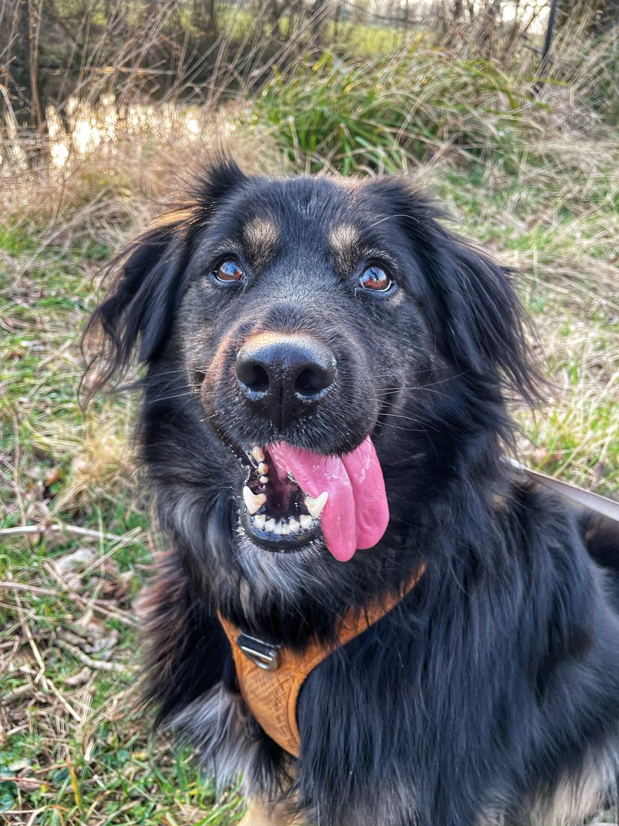 Good Morning all walking with the hairy Hungarian🐾 on the back roads yesterday and came across this amazing old signpost also managed some fish and chips with royal approval <a href="/Penrithchippie/">Penrith Chippie Group</a> #GodSavetheQueen #sundayvibes