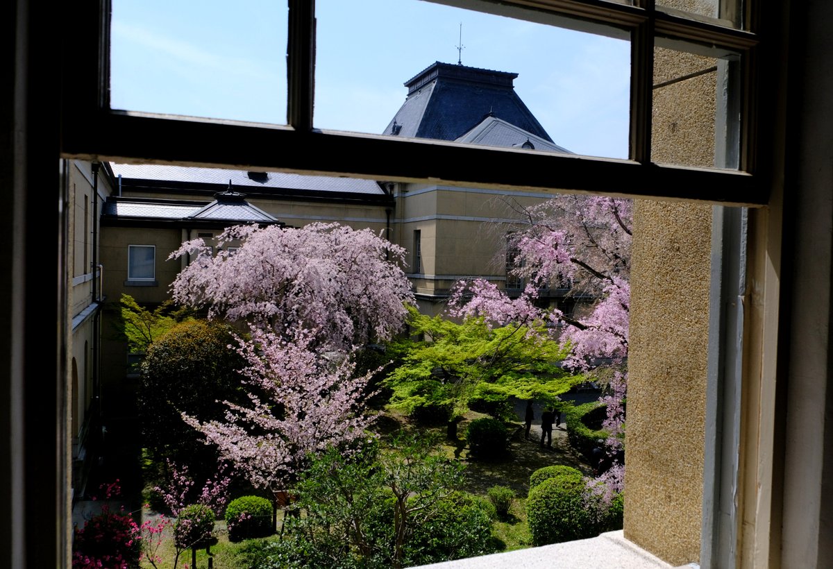＃京の桜だより 3 1、2 ＃京都府庁旧庁舎 の中庭に数本の枝垂れ桜があります。 メインの枝垂れは見ごろ過ぎでしたが、松平 ＃容保桜 などもあります。 3，4 ＃京都御苑 では ＃車返しの桜 