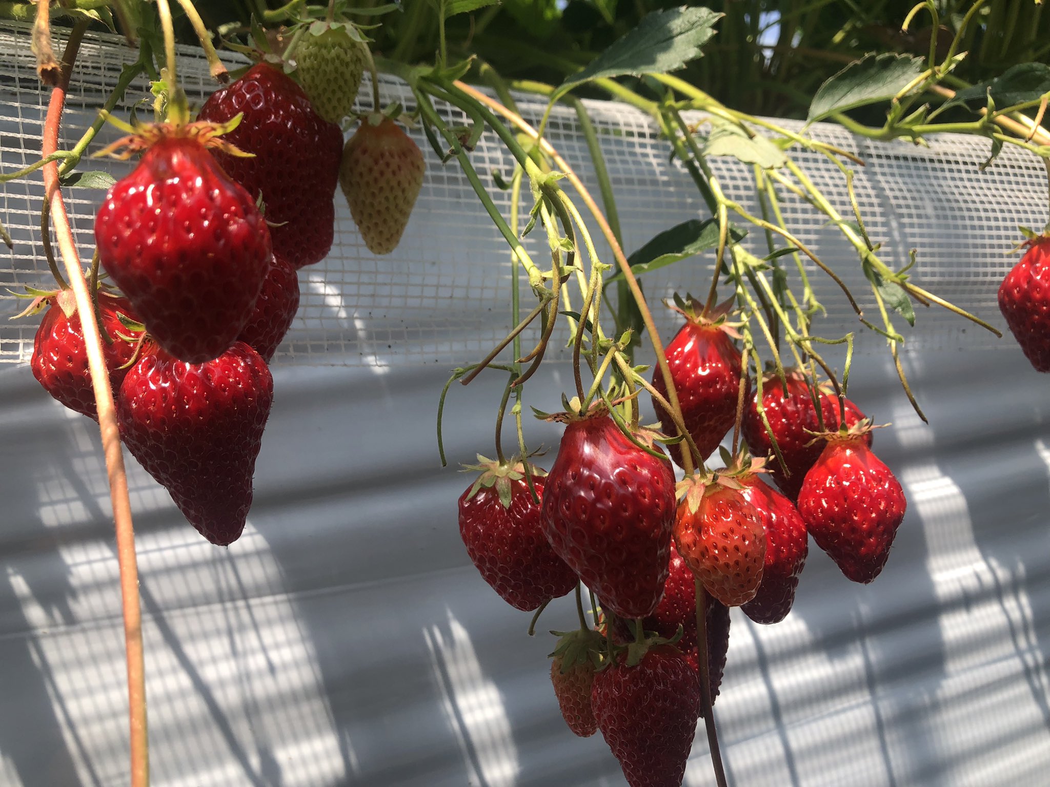 ちくりん タケコ 朝倉郡筑前町にあるらいおん果実園にいちご狩りに行ってきました 8種ほどの品種が食べ比べできて楽しかったです かぶりものの無料貸出まで 笑 明日からは時期的にお値段も少し下がるようです T Co Yzhxbuxetn Twitter