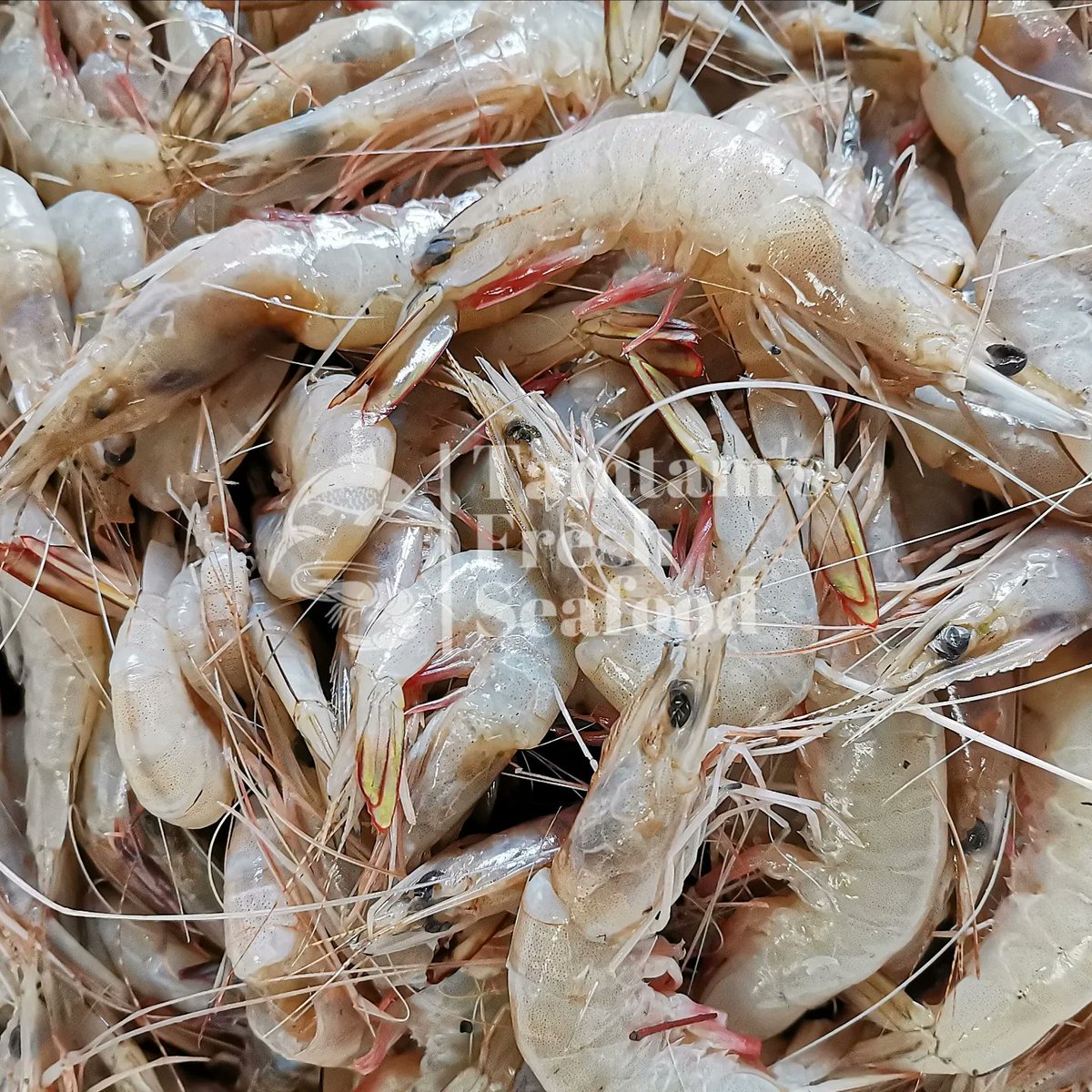 FishTamtam's tweet photo. Happy Palm 🌴 Sunday. Fresh Cocktail Queen prawns available. Kes 1350 per kg (100+ pcs)
**peeled and deveined on request at no extra charge
✅Order via 0721639601
#freshprawns #freshseafoodalerts #fishmonger #fishshop #smallbusiness #cocktailprawns #palmsunday https://t.co/37txXkAVd8