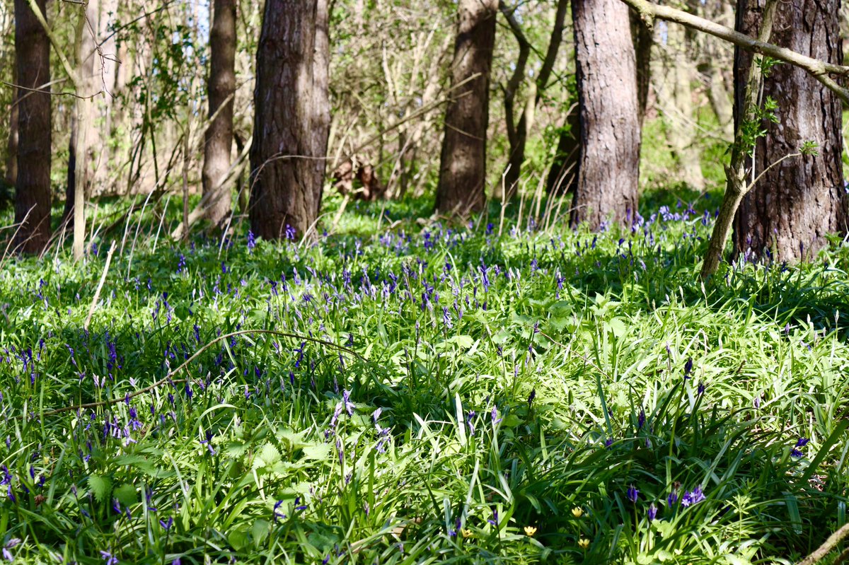 EGPhotography7's tweet photo. Bluebells wood. 
#canonphotography #photography #picoftheday @ThePhotoHour https://t.co/5y3XKrS59q