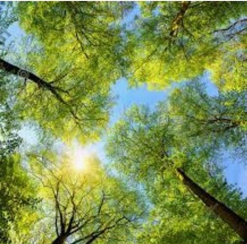 Under the greenwood tree
who loves to lie with me...
#AsYouLikeIt
#ShakespeareSunday