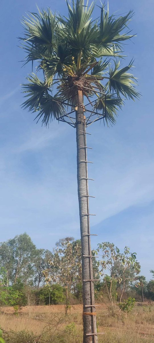 PanaiSathish's tweet photo. பனையை நேசிக்கும், பனைமரம் ஏற வேண்டும் என விரும்பும் மக்களுக்கு பனையேறுவதில் உள்ள நடைமுறை சிக்கலுக்கு தன்னுடைய கண்டுபிடிப்பின் மூலம் பனையில் புதியதொரு ஏற்றத்தை அறிமுகம் செய்துவைத்துள்ளார் அண்ணன் மணிகண்டன். 

பனைமரத்தில் இது போன்று அமைக்க விருவோர் தொடர்பு கொள்க: 6380968033 https://t.co/pdODReXlWo