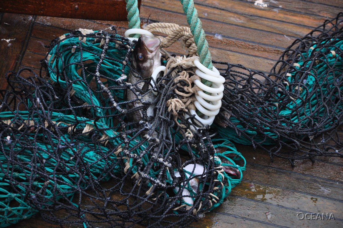 OceanaEurope's tweet photo. For 2022 EU-UK fisheries agreement, scientific advice for #CelticSeaCod was for ZERO catch, but parties still set quotas at 644 tonnes (> 100 killer whales in weight)! Warming waters is affecting its productivity. πͺπΊ & π¬π§ must #EndOverfishing for it to withstand #climatechange https://t.co/O7vRSfmLpX