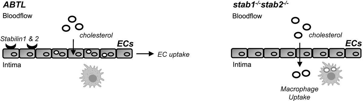 ATHjournal's tweet photo. #Stabilin 1 & 2 are 🗝️ players in zebrafish lipoprotein metabolism ➡️ The 🆕 study by Prof. @eckmvan &Coll highlights the use of zebrafish as a model to study lipoprotein metabolism and #LSEC function
The full 📜 is open access in @ATHjournal ⤵️
https://t.co/PDDU1BTNDQ https://t.co/AampErffVj