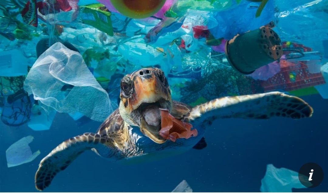 Just one of the initiatives NWBC will focus on. Images like this really piss me off!
Fact: Sea kelp has the capacity to pull down about 1 billion to 10 billion tons of carbon dioxide per year. Let's make our Community Stand Out!

#NFTCommunity #oceanpollution #NFTProject