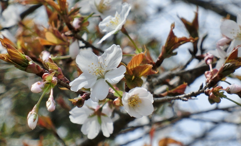 昨日は大阪府堺市へ。仁徳天皇陵に隣接する大仙公園で色んな種類の桜を楽しんだ。その後、方違神社⇒石津太神社⇒石津神社⇒等乃伎神社⇒日部神社⇒陶邑の窯跡⇒多治速比売神社へと神社巡り。