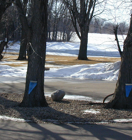 GardenBite's tweet photo. Time to turn on the tap! It's not just maple trees either. Check out today's Garden Bite to learn what trees can be tapped, why there's a difference and how to do it! #coldclimategardening #mngardening #wigardening #mapletrees #tappingtrees 
https://t.co/PIdpjwVWGf https://t.co/B2NhrimF8U