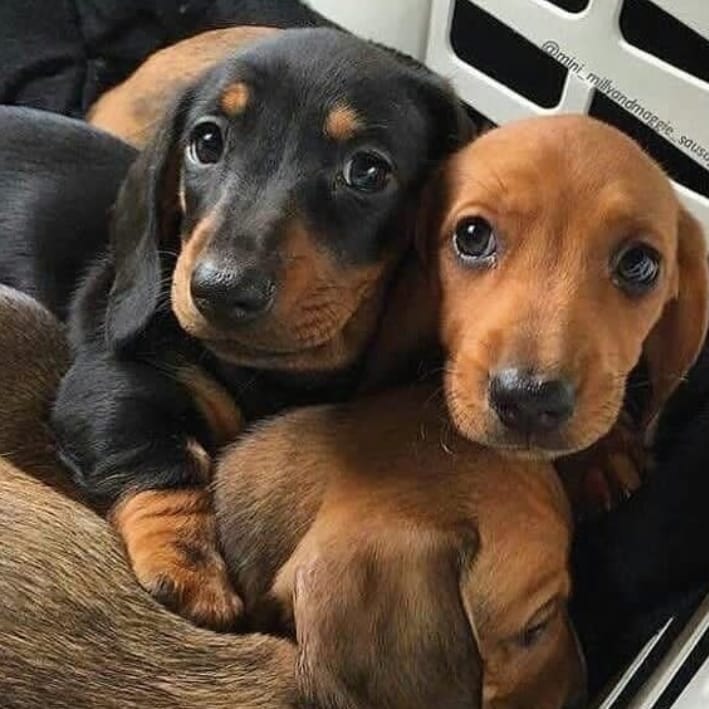 dachshund_heave's tweet photo. Cute or not??
#Dachshund #Dachshunds https://t.co/PstdZK3Cbo