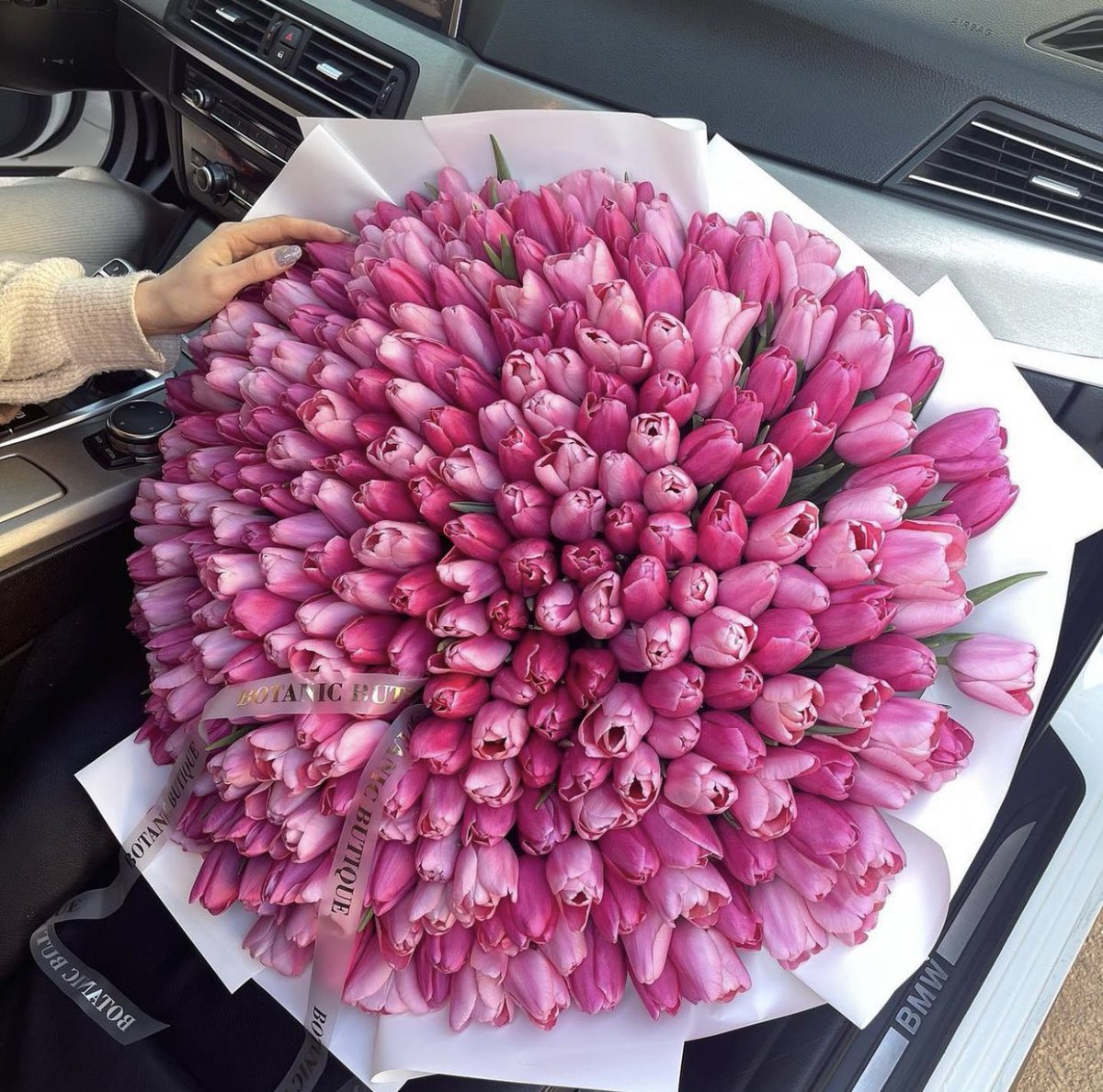 Pink tulips