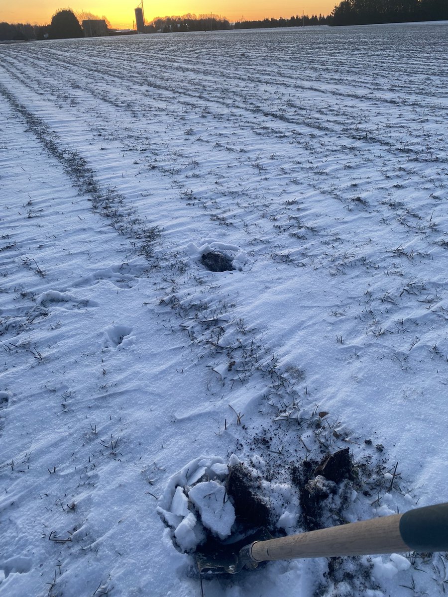 BVernooy's tweet photo. 2 1/2 days of -5 to-11 and ground is not froze under this small layer of snow manure pits are going to be full again this year 💩🤔 https://t.co/YLVu76jE1E