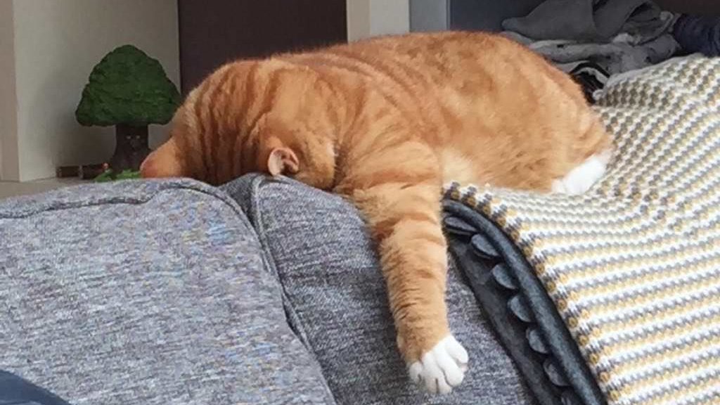 ladyoforien's tweet photo. cats https://t.co/GFilAX8vjg
