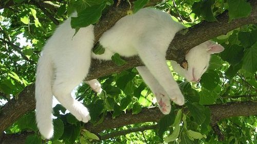 ladyoforien's tweet photo. cats https://t.co/GFilAX8vjg