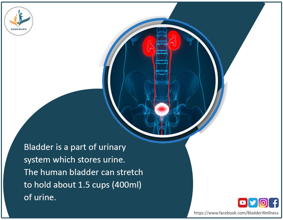 BladderWellness's tweet photo. Did you know How much urine a normal bladder can hold ?#urineinfection #besturinologistsofindia #bladderhealth #bph #bladderwellness  #urinaryincontinence #urineleaking  #wellbeinglifestyle #bladdertreament https://t.co/FWbTvpPLz1